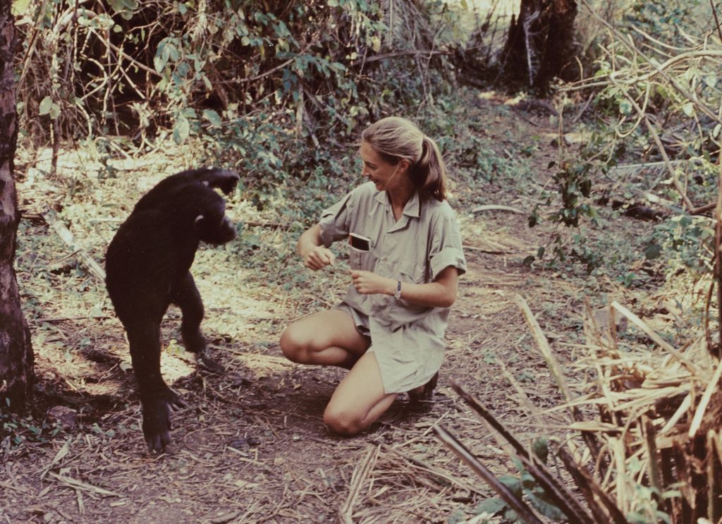 Dr Goodall in Tanzania in 1965