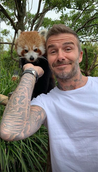 David Beckham panda