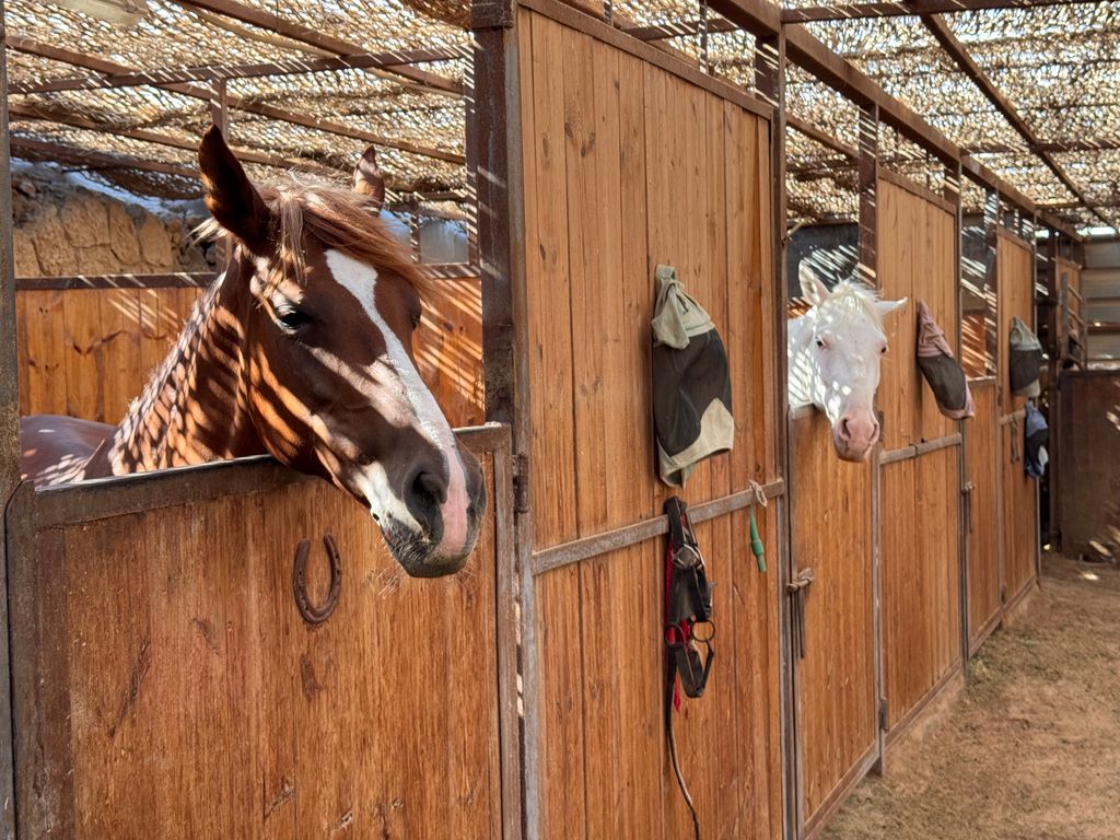 Riding horses was an unexpected, but serene highlight of the trip