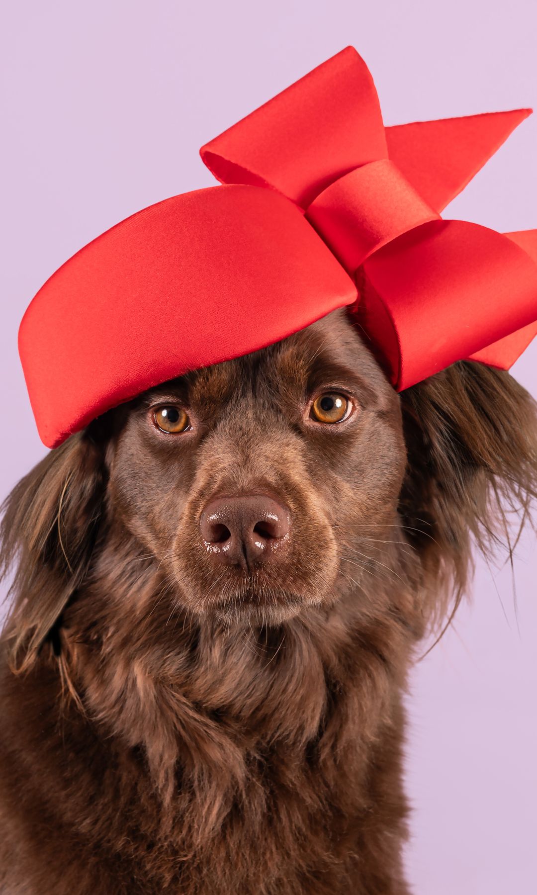 Now in its eighth year, the
Haute Dogs Calendar has raised over £120,000 for international dog rescue charities. This
year’s edition showcases 12 Underdog rescue dogs wearing couture hats created by a
group of world-class milliners, including Awon Golding and Justine Bradley-Hill, both
favourites of members of the British Royal Family. Each dog was photographed by Lucy
Reeve.