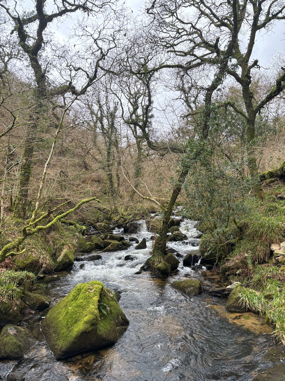 A picture of a river, moss rocks and trees in the UK countryside