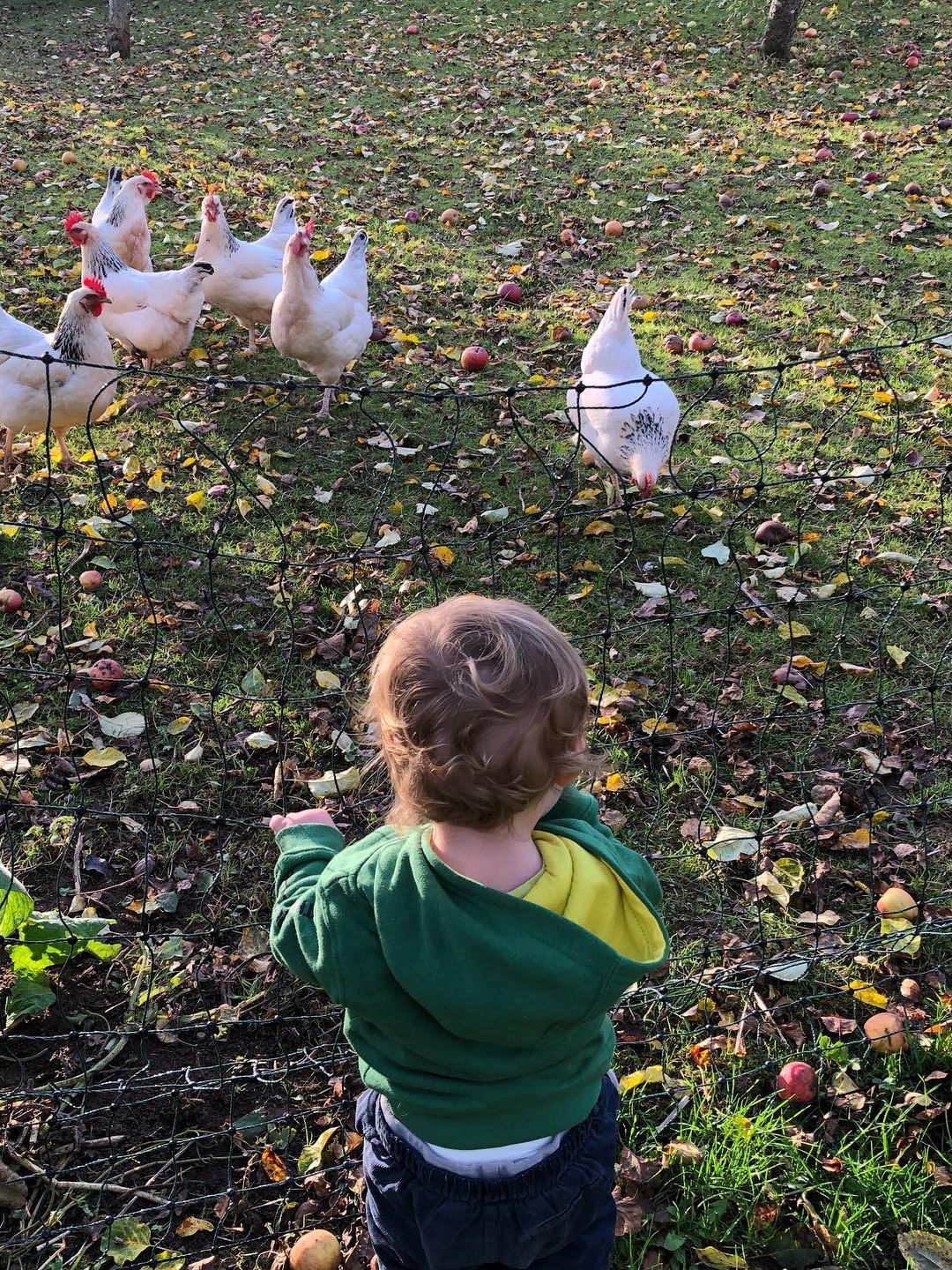 little boy looking at chickens 