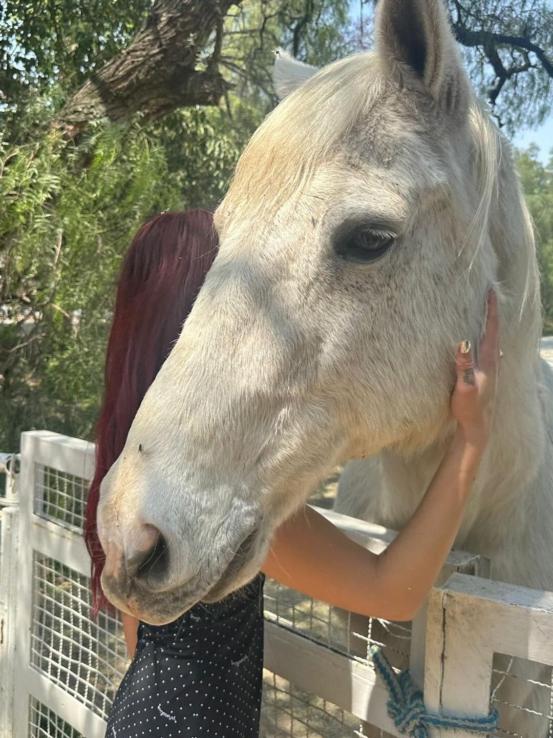 Dua lipa hugs a white horse in Mexico