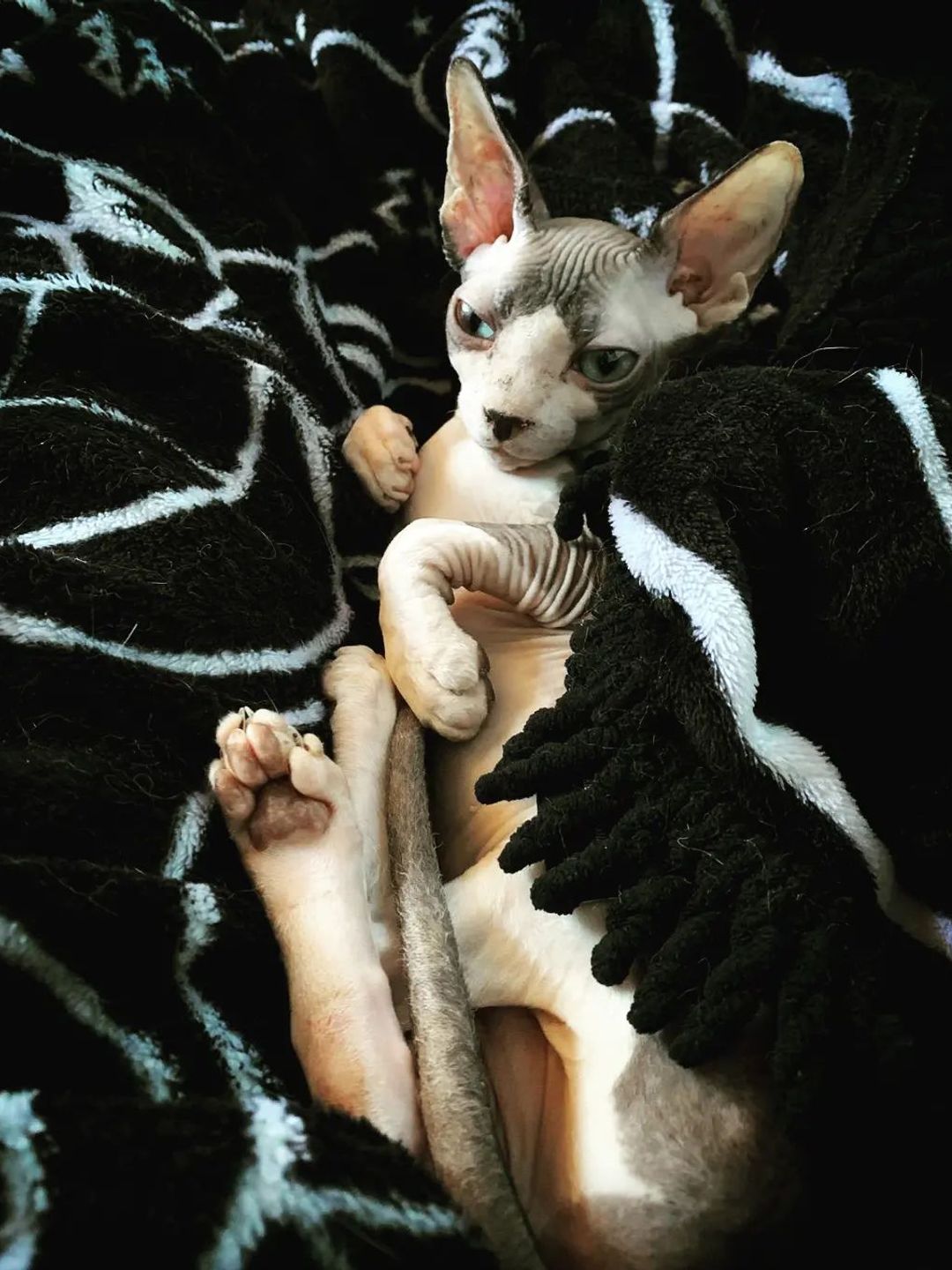 A hairless cat on a black blanket