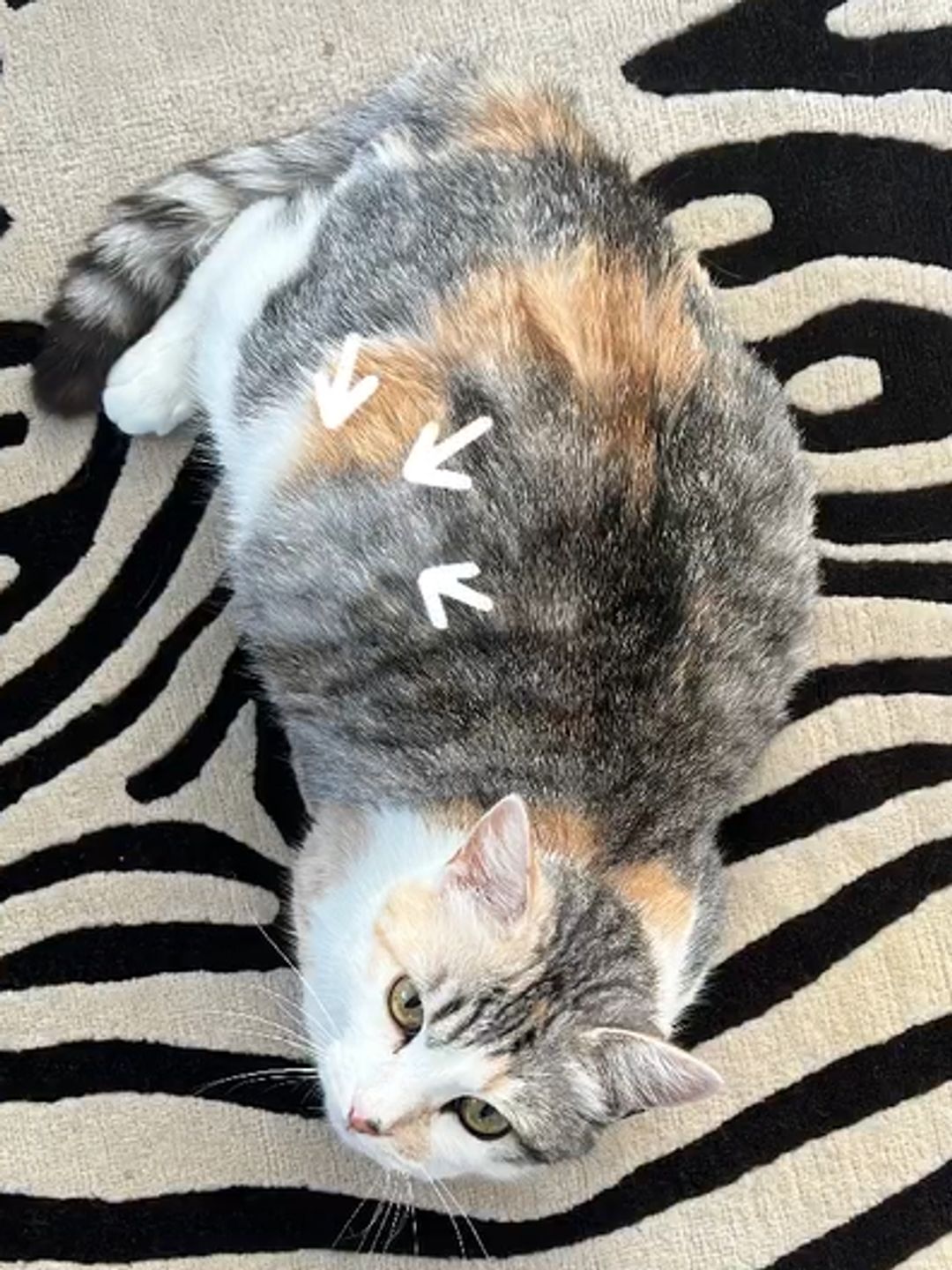 A pregnant calico cat with arrows pointing at its bulging belly