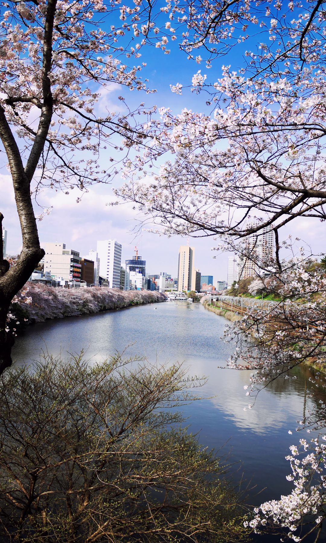 tokyo skyline with cherry blossom in the foreground