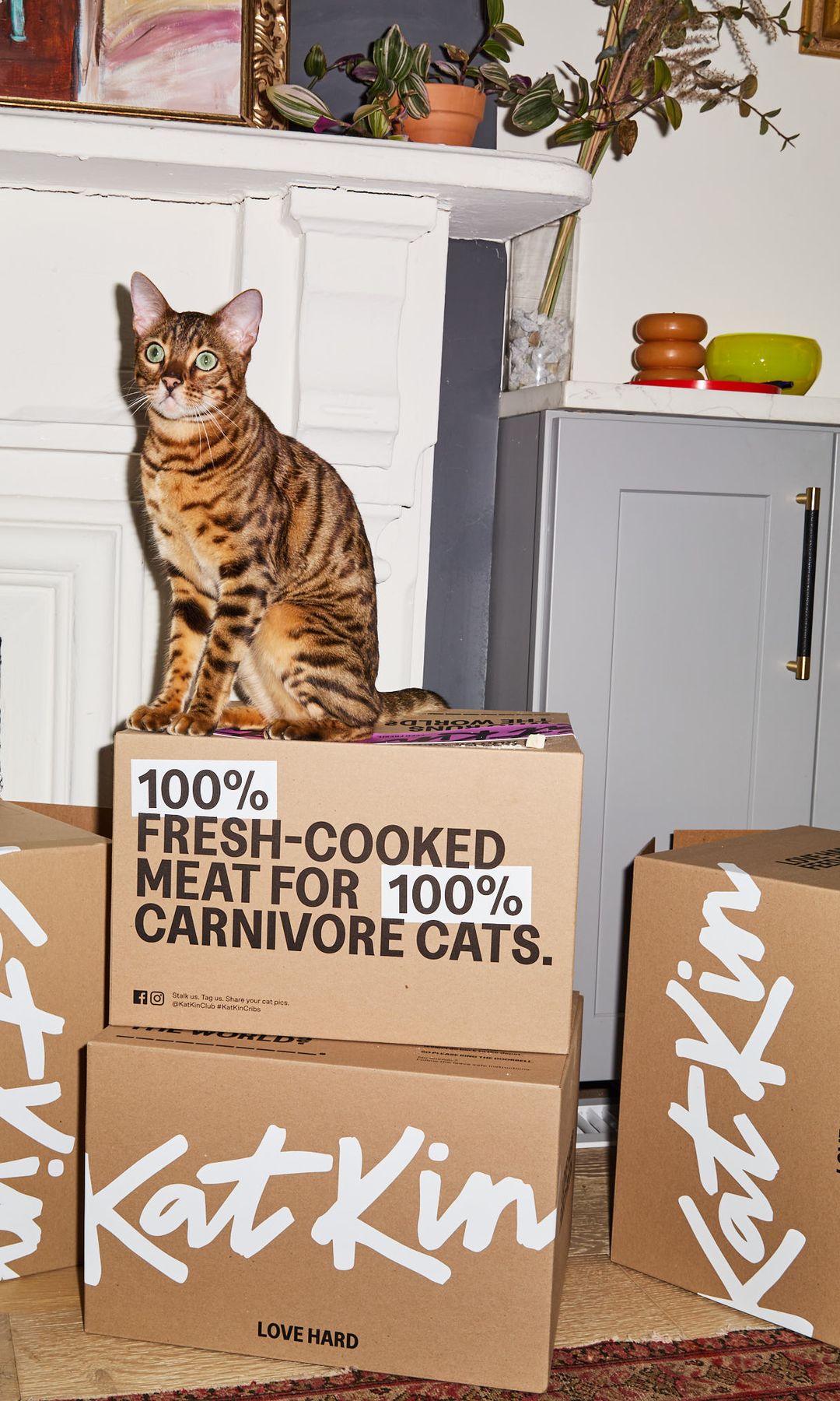 A cat on boxes for KatKin