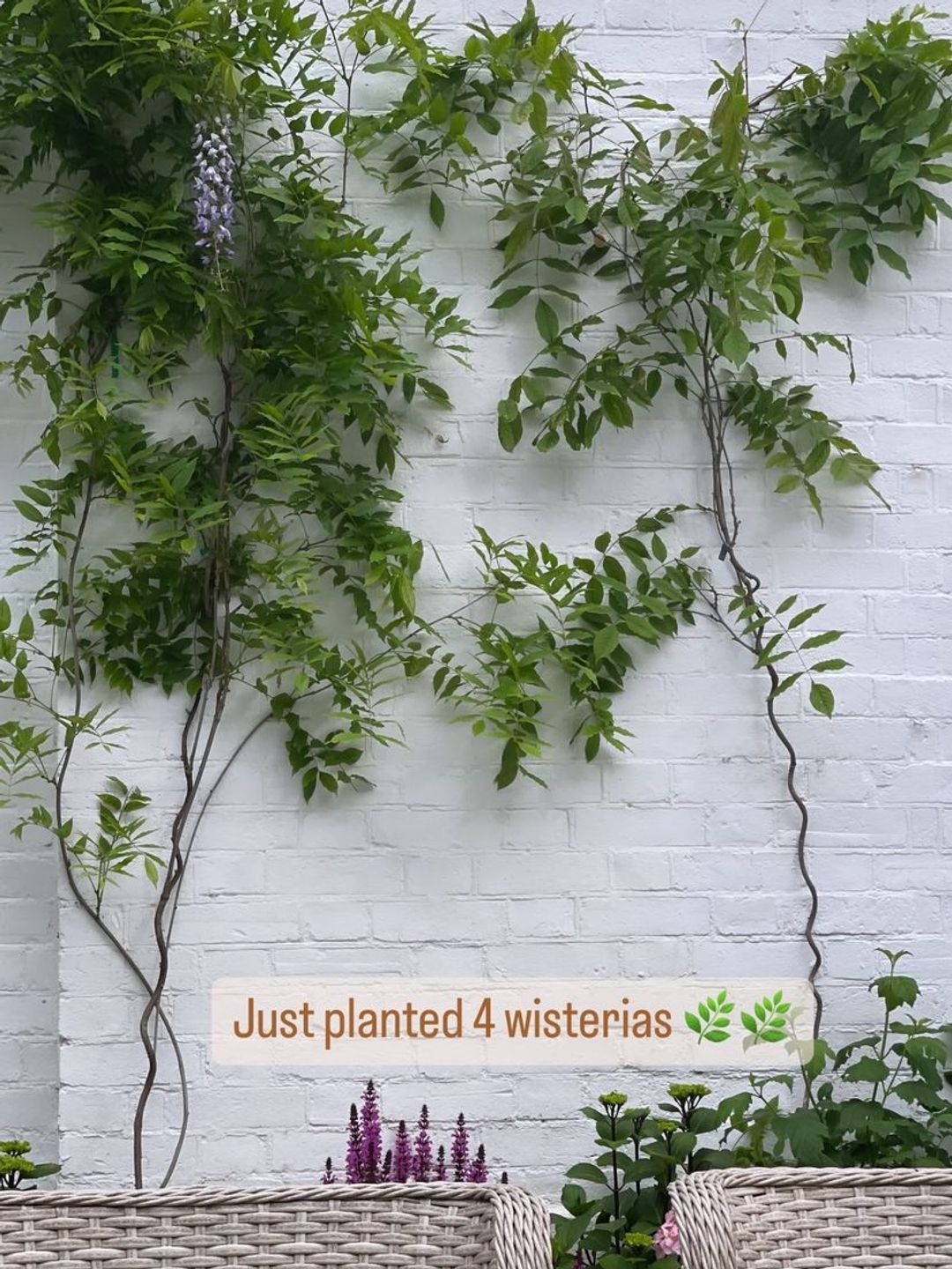 Shirlie Kemp's wisteria outside her home