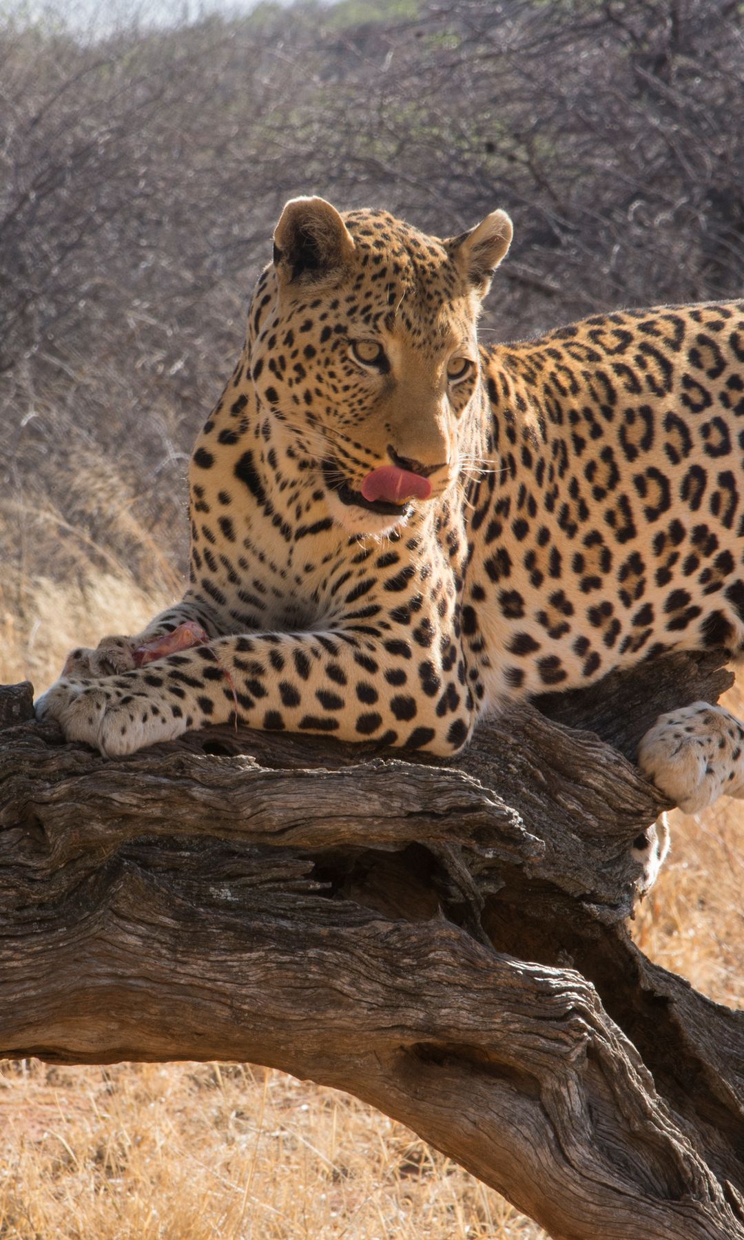 Self drive safari Namibia