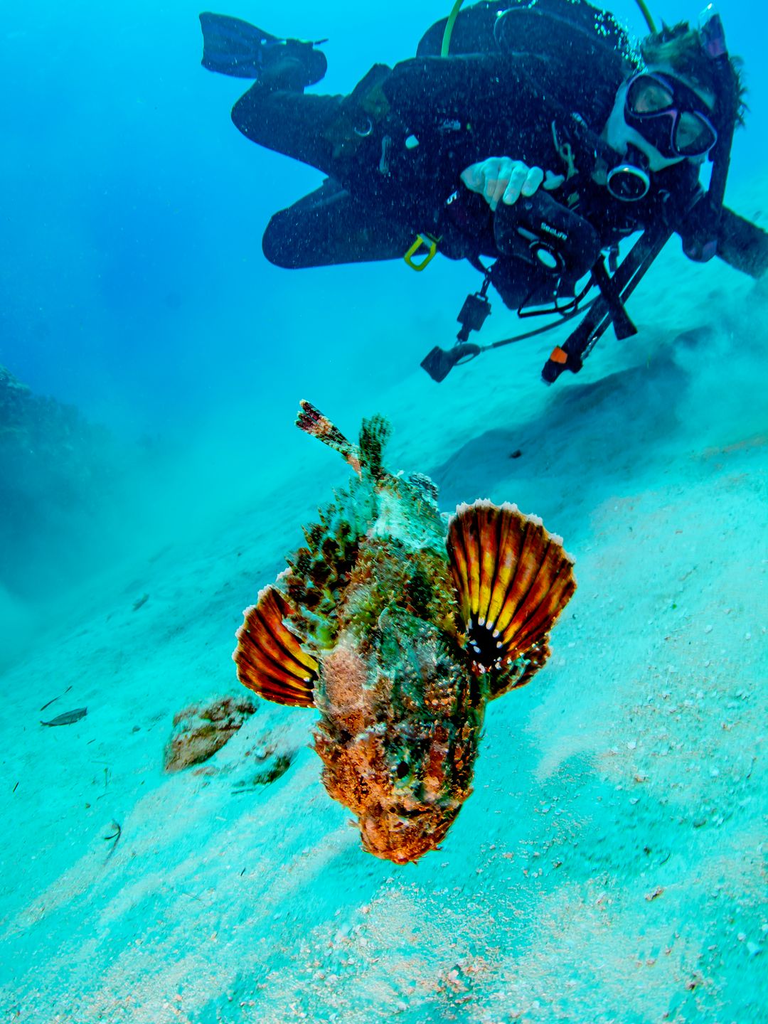 A scuba diver in full gear swims close to the sandy ocean floor, observing a camouflaged scorpionfish with vibrant, fan-like fins in an underwater scene