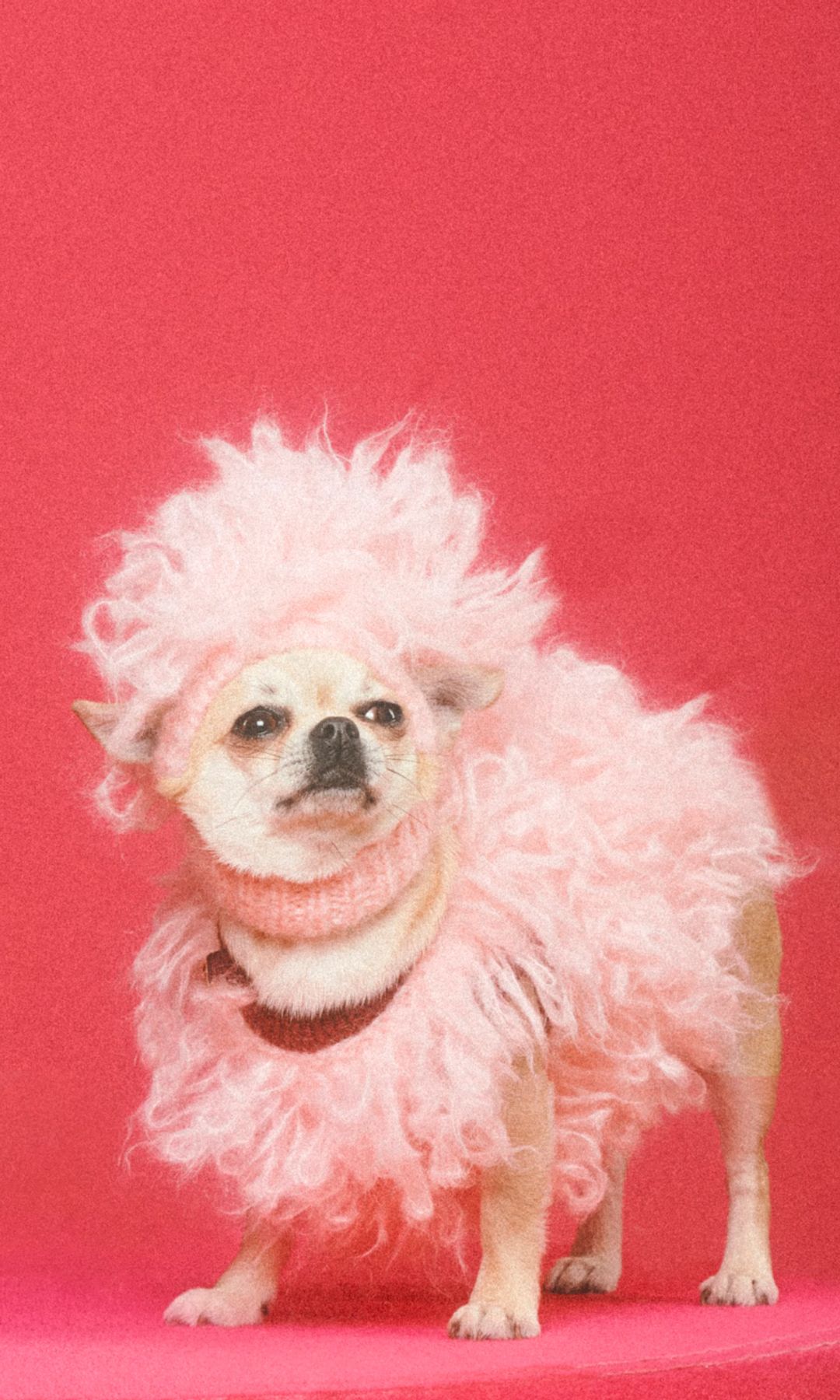 Gucci 'Collection pour animaux de compagnie' 2022