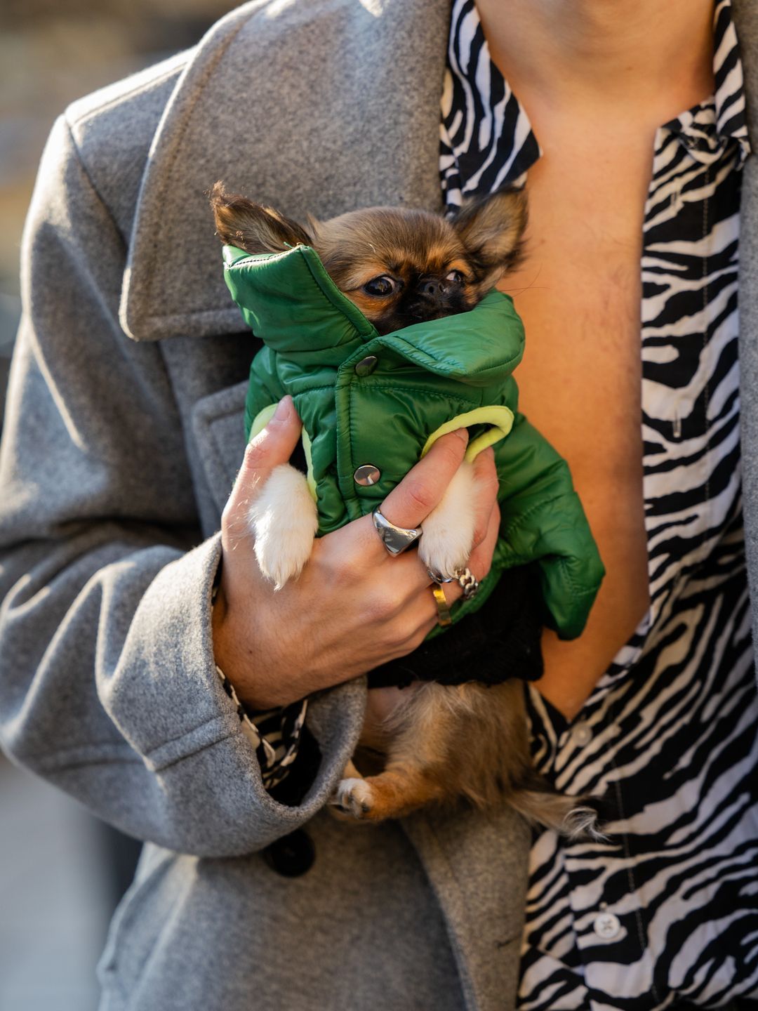  tiny emotional support dog