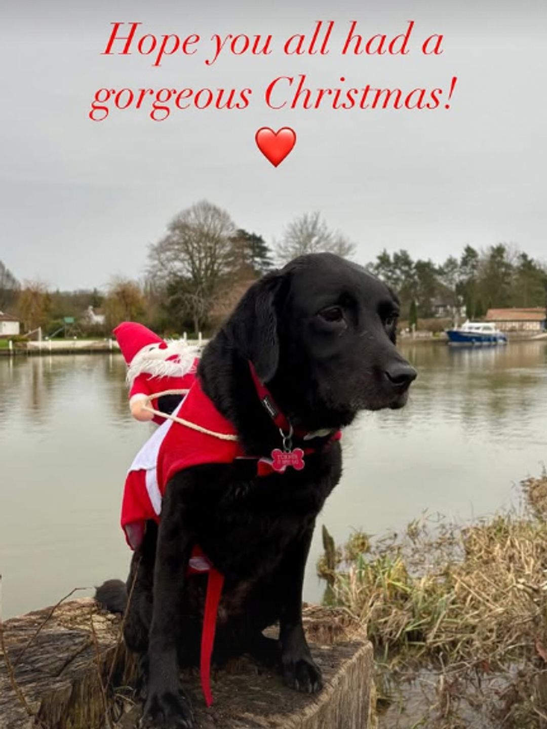 A black dog in a Santa blanket