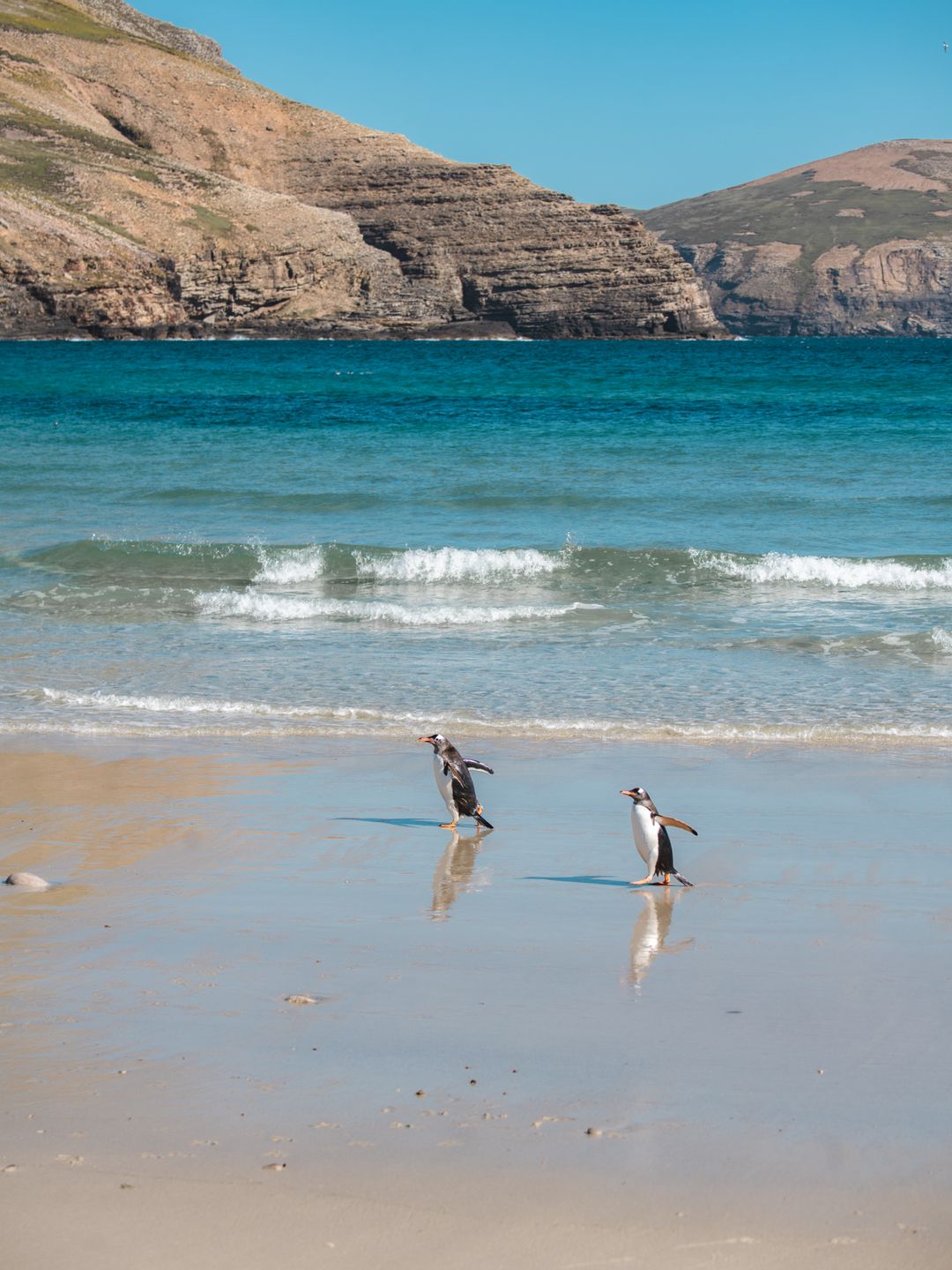 Two penguins walking along each other in the shore of a beach with rocky background