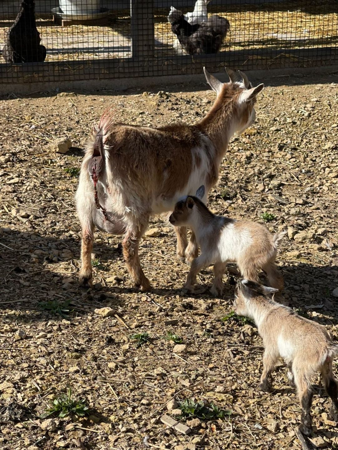 Screenshot of an Instagram story featuring two kids and an older goat on a farm
