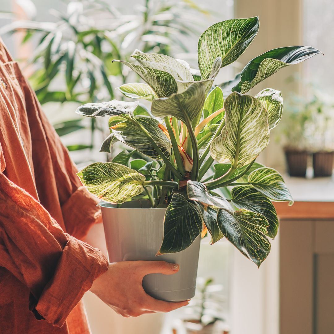 The real reasons why your houseplant leaves are turning yellow