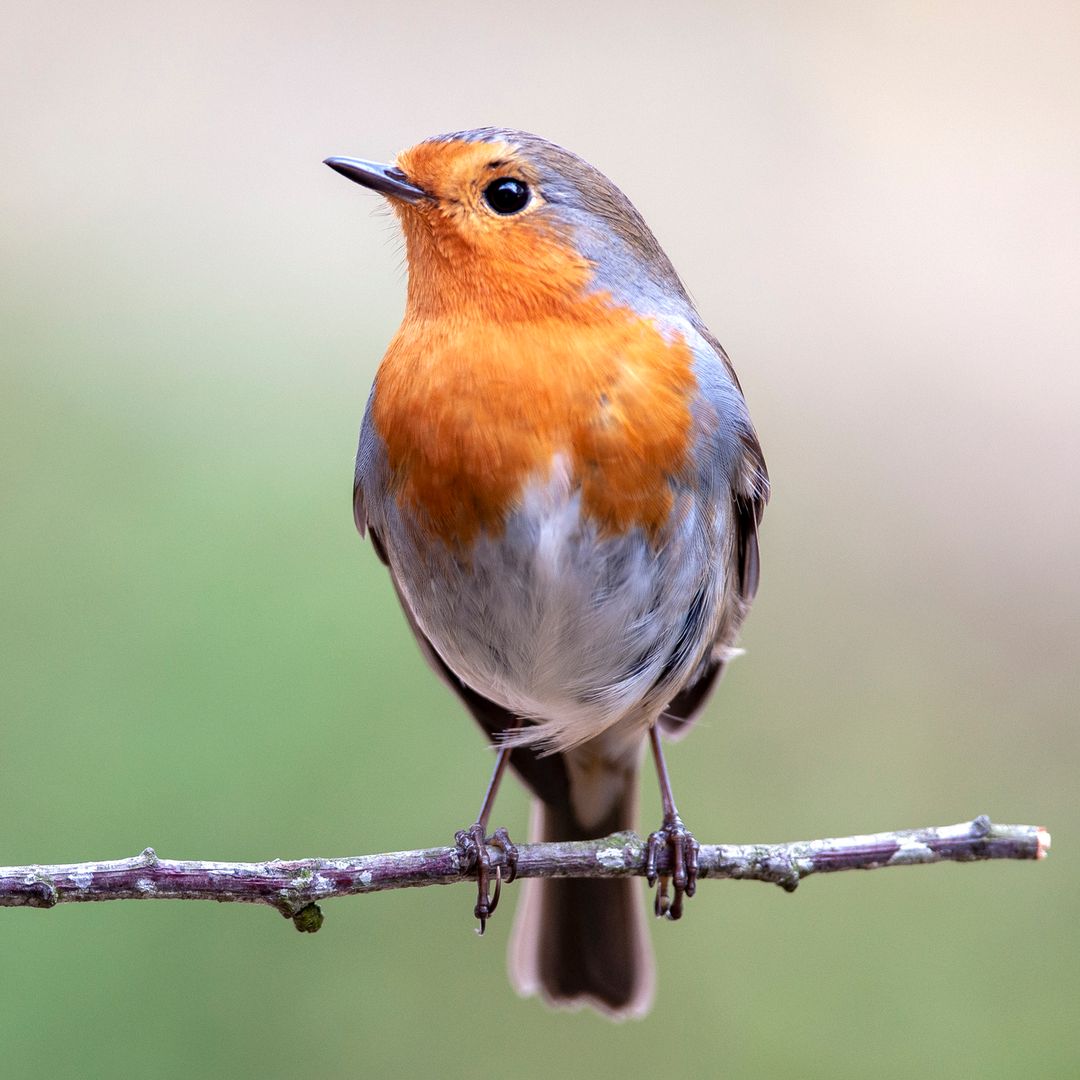 What can I feed robins in winter? The dangerous foods to avoid