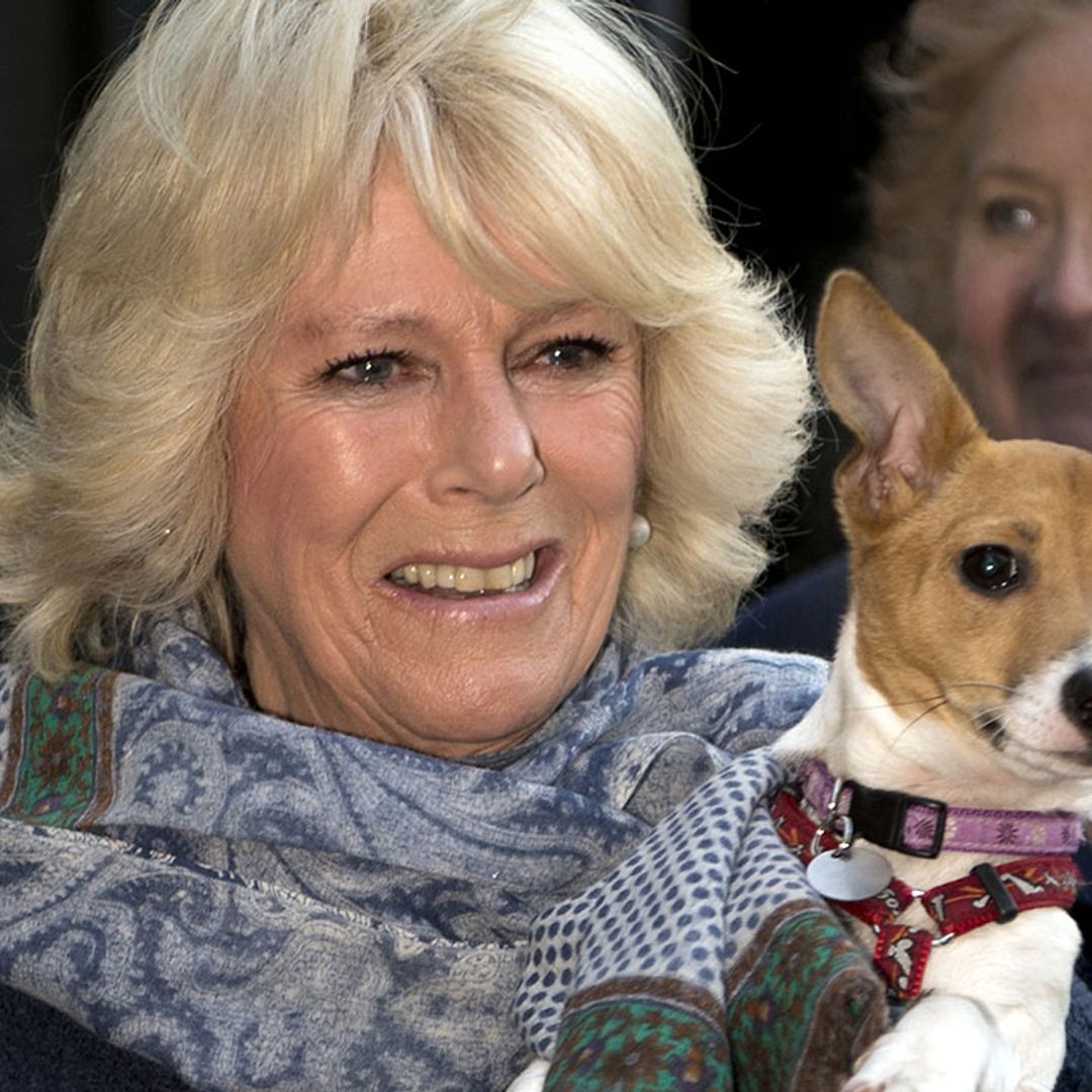 Duchess Camilla shares rare photos of pet dogs and they're wearing the cutest accessory