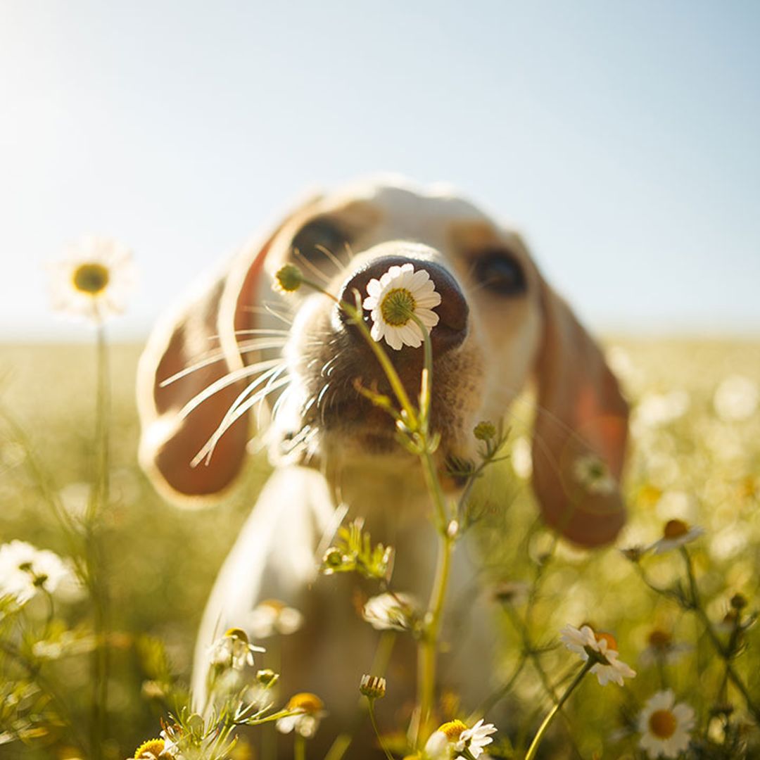 10 spring plants you didn't realise could be deadly for your dog