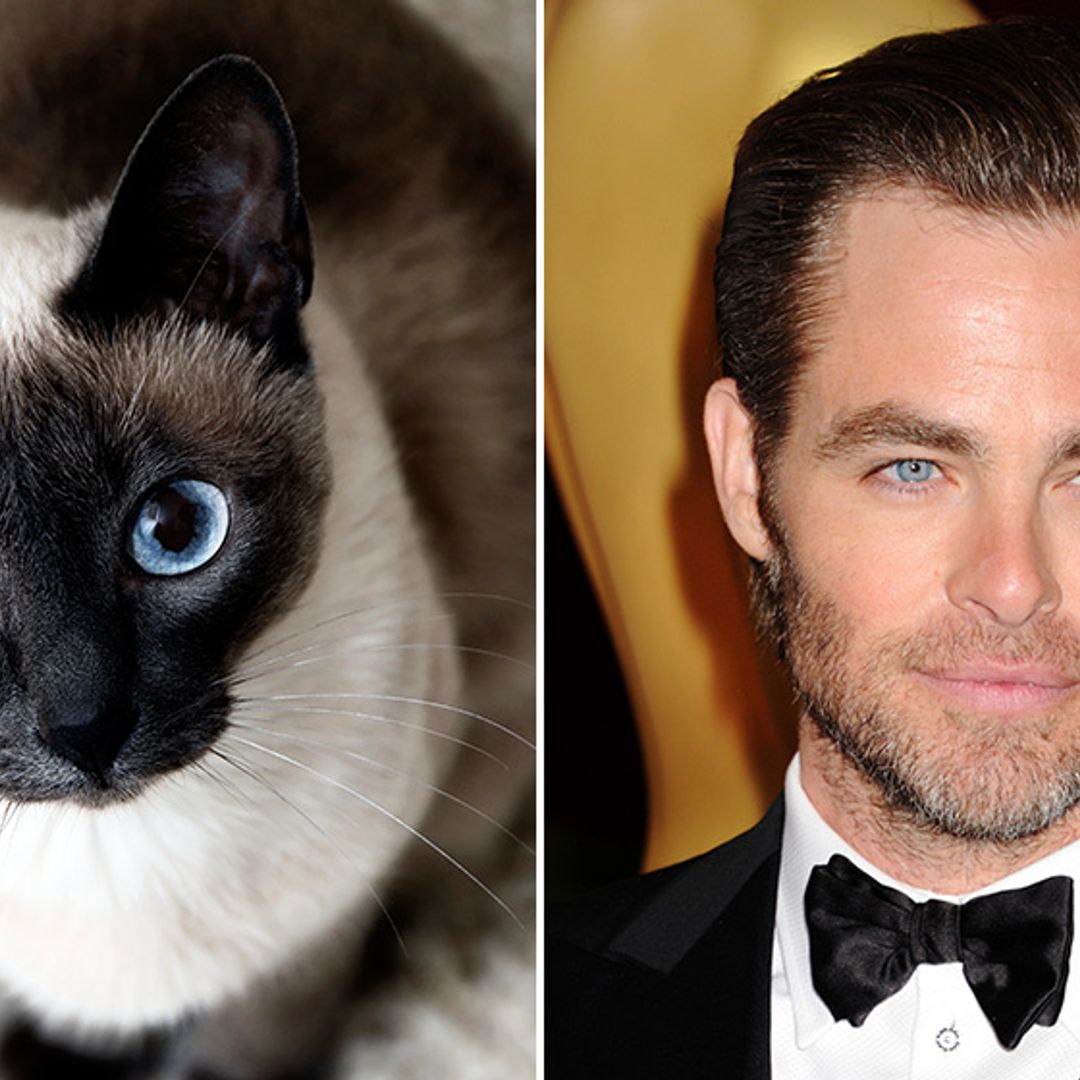 Matching celebrities with their cat soulmates