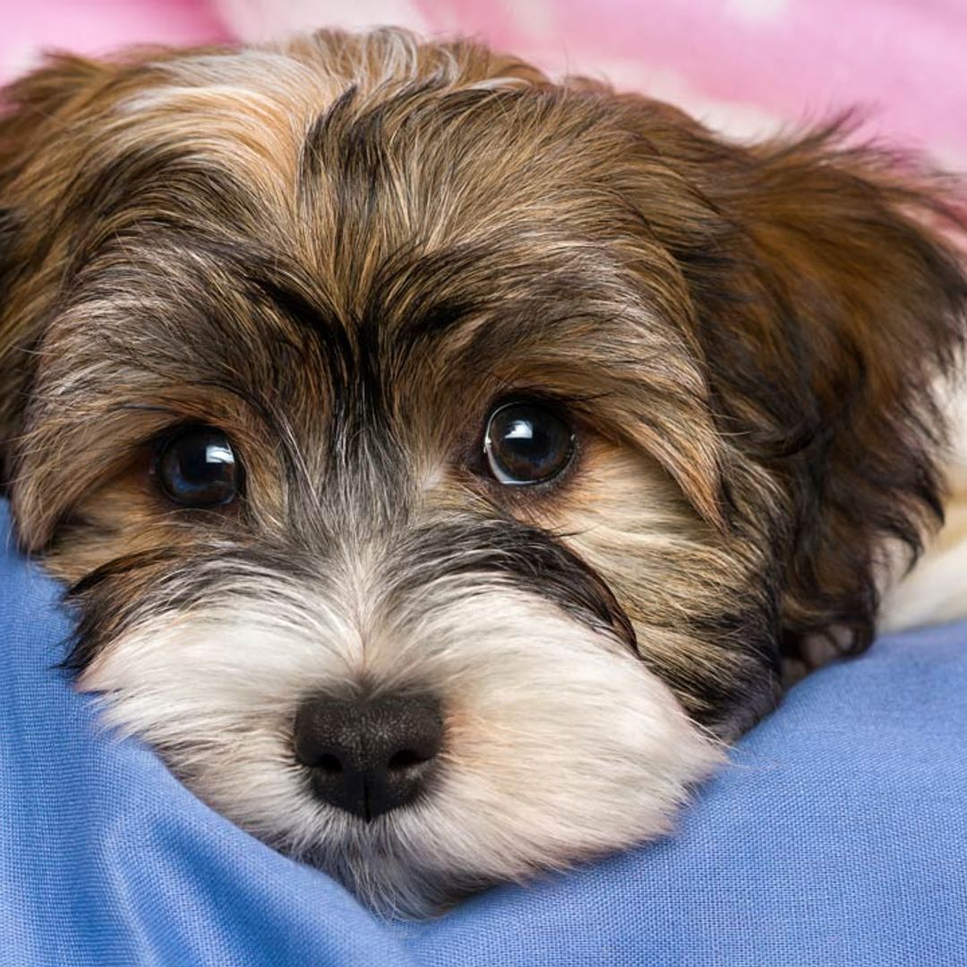 How to tell if your dog is depressed - and how to fix it