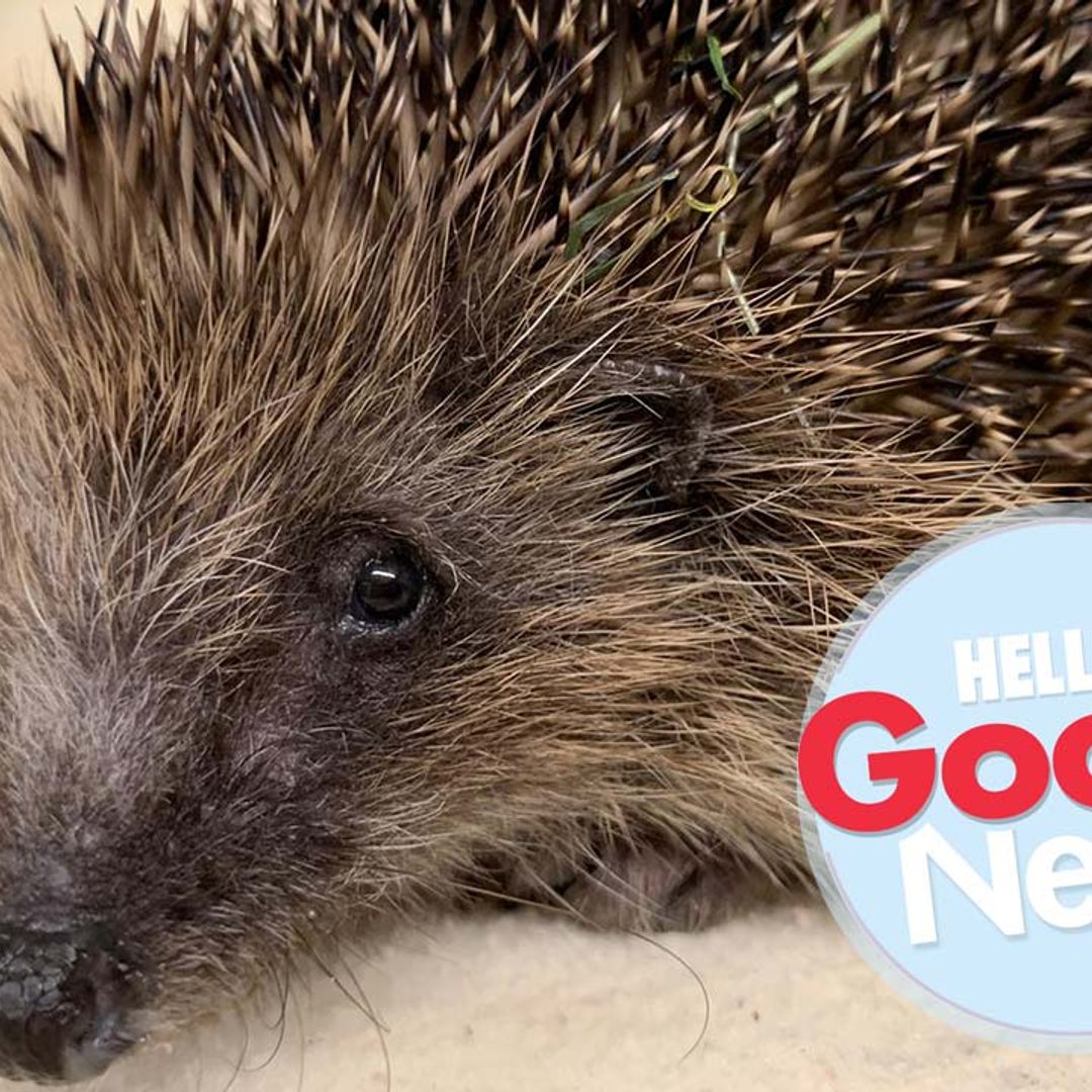 Good news for Claire the Hedgehog who has recovered after three weeks in intensive care