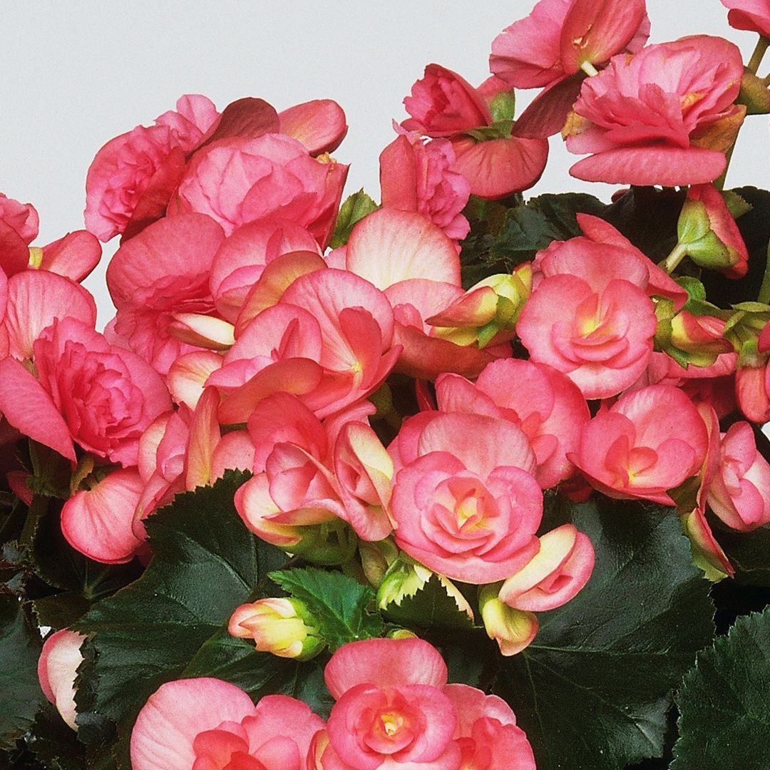 The one plant you need to keep alive through winter (so it thrives in spring)