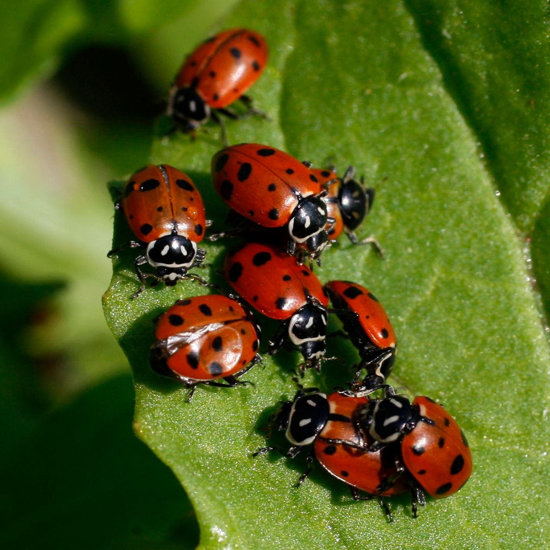 Why are ladybirds everywhere right now in the UK? Expert explains the seasonal swarm – and how to stop it
