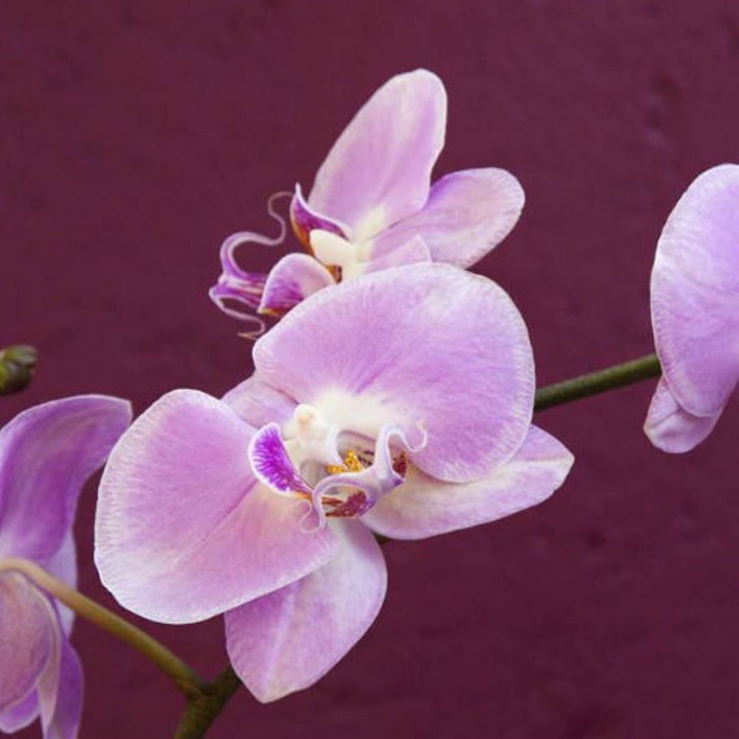 The surprising beauty benefits of orchids