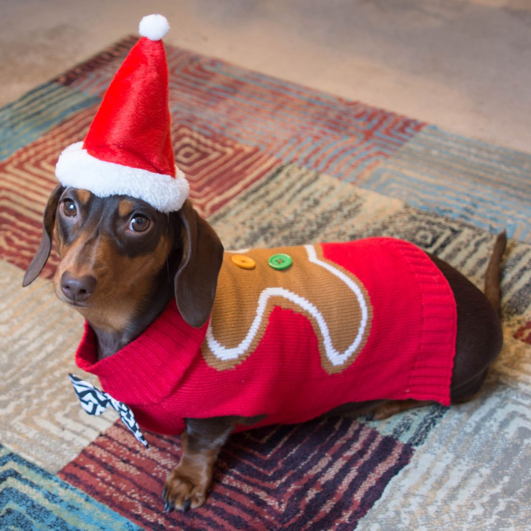 6 things you didn't know were dangerous dogs at Christmas