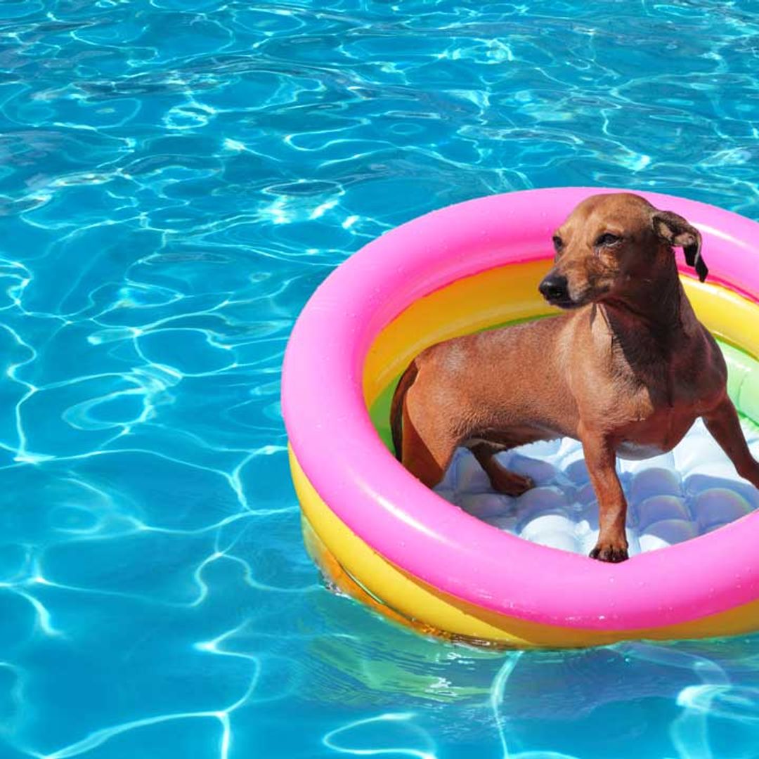 7 best dog paddling pools to keep your pet cool during the heatwave