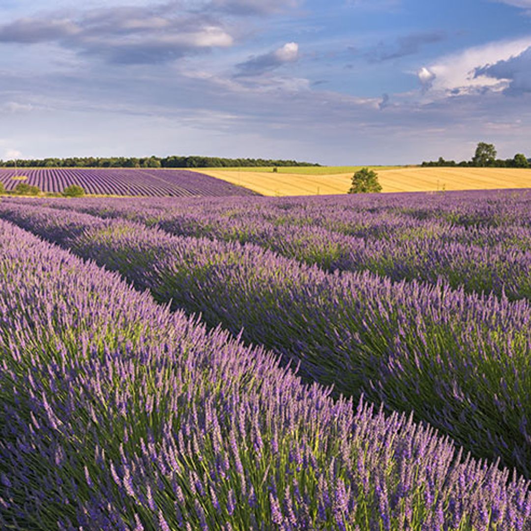 Mini staycation: Discovering Cotswolds' confetti and lavender fields