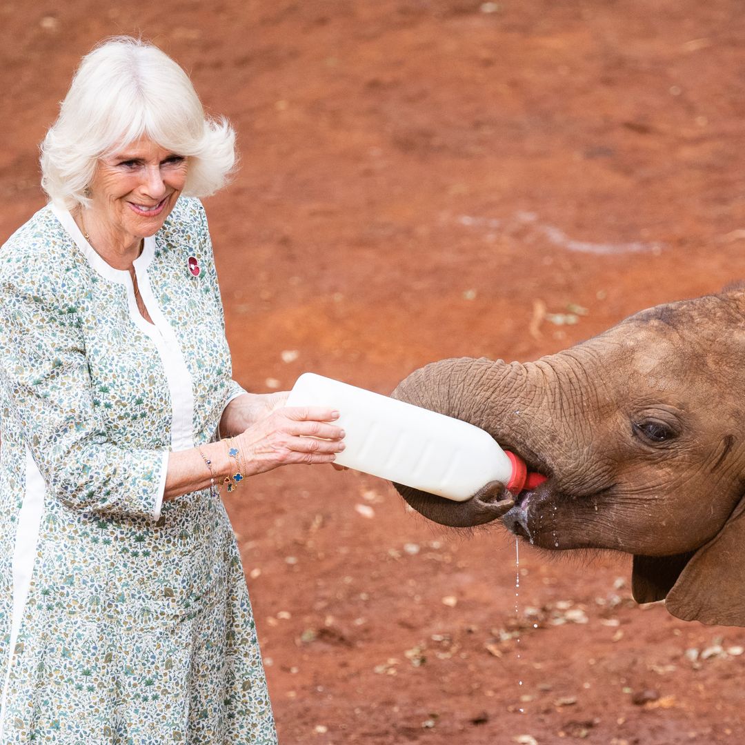 Queen Camilla bottle-feeds orphaned baby elephants at Kenya sanctuary