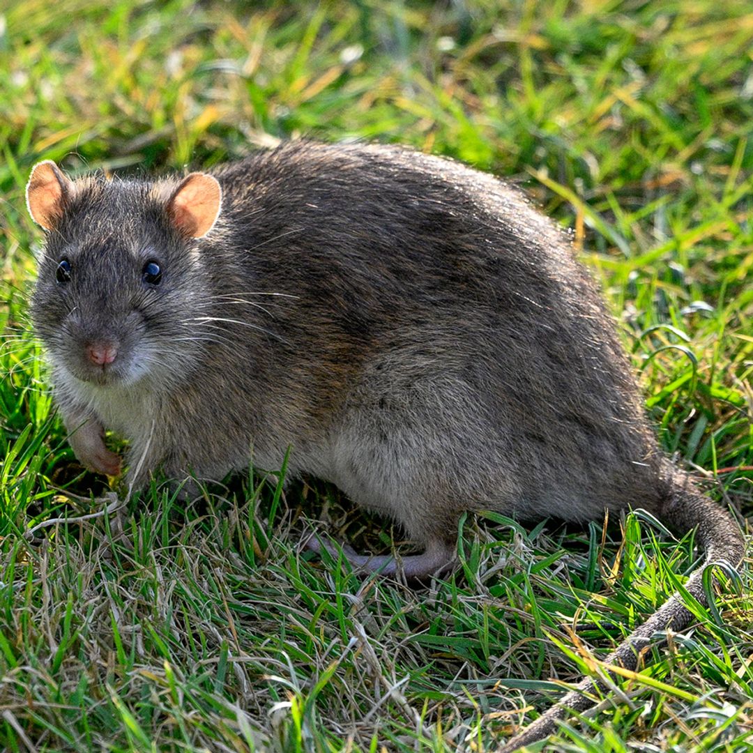 Derek Hales, health and safety expert, reveals how to stop 'cat-sized' rat infestation and warning signs 'several' are already lurking