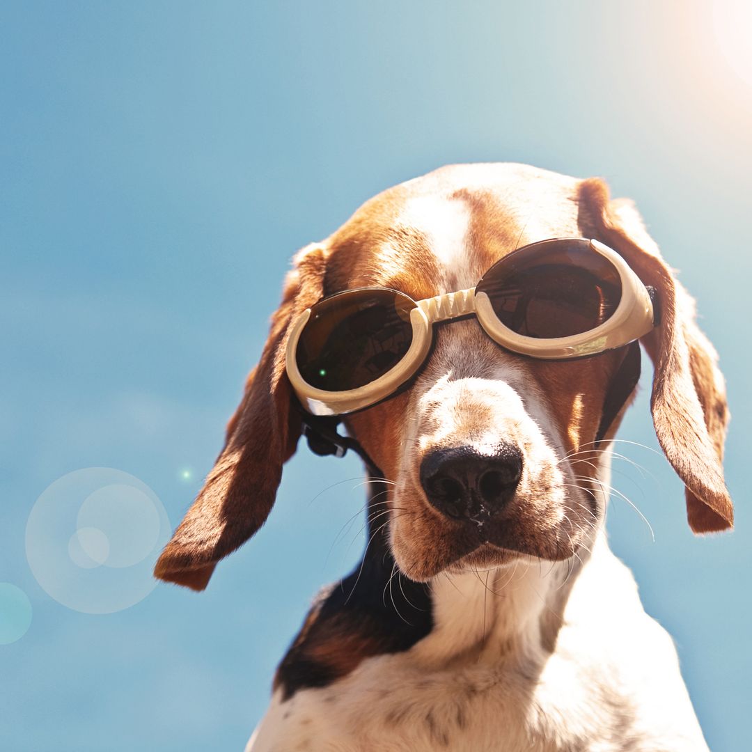 Grooming mistakes putting dogs at risk of 'overheating' as heatwave looms