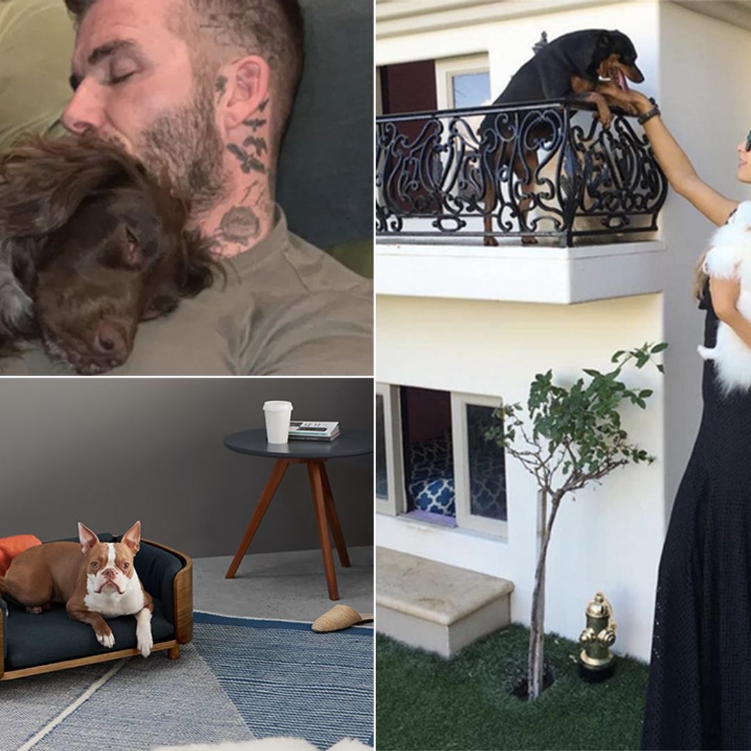 Pet-friendly interiors are trending for 2022: Paris Hilton and the Beckhams show us how it’s done