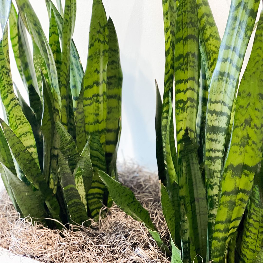 Snake plant: the indestructible houseplant that increases productivity
