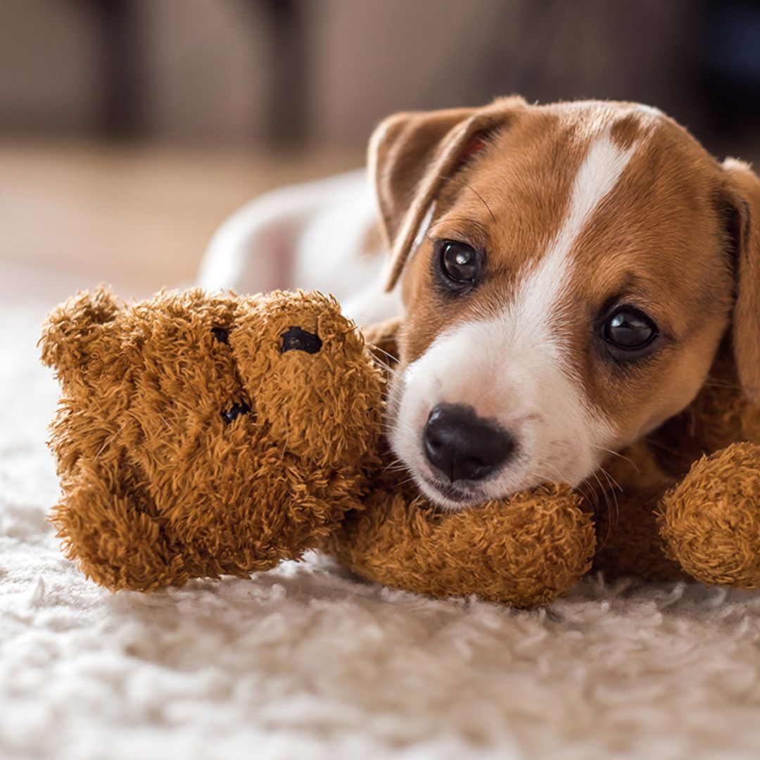 10 mistakes to avoid when bringing your puppy home