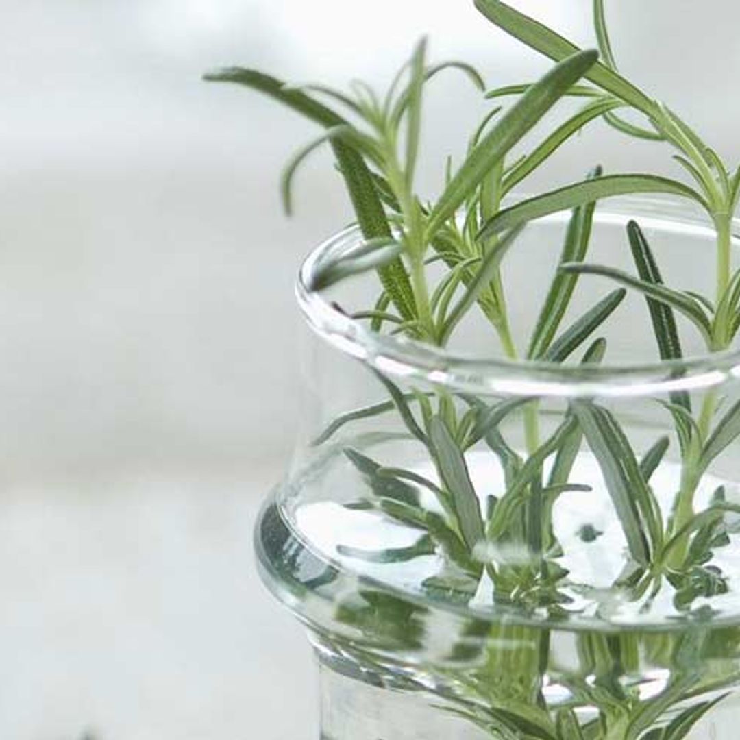 Students should smell rosemary for exams success