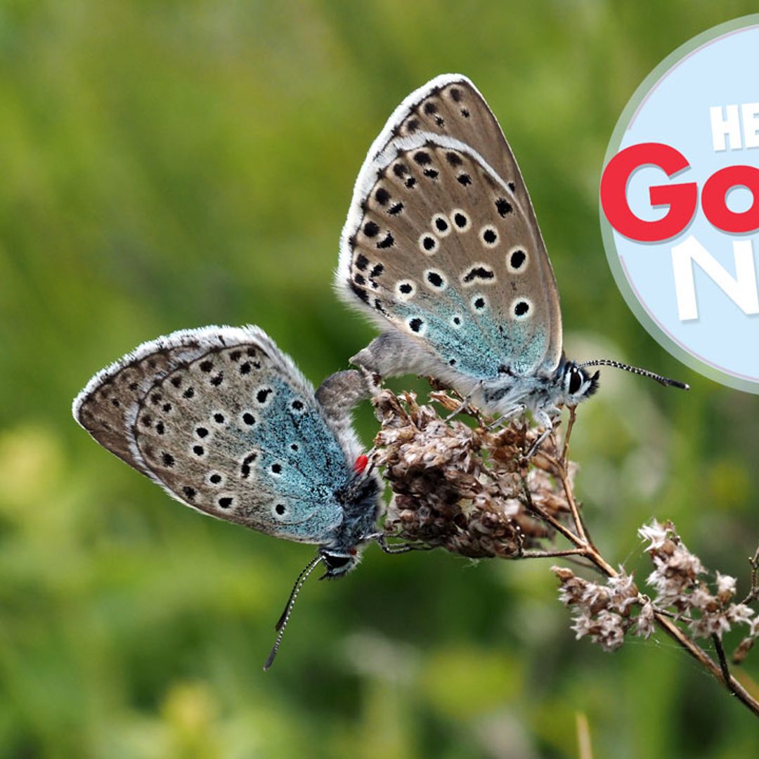 Large Blue Butterflies were once extinct in the UK – but they've made a comeback!