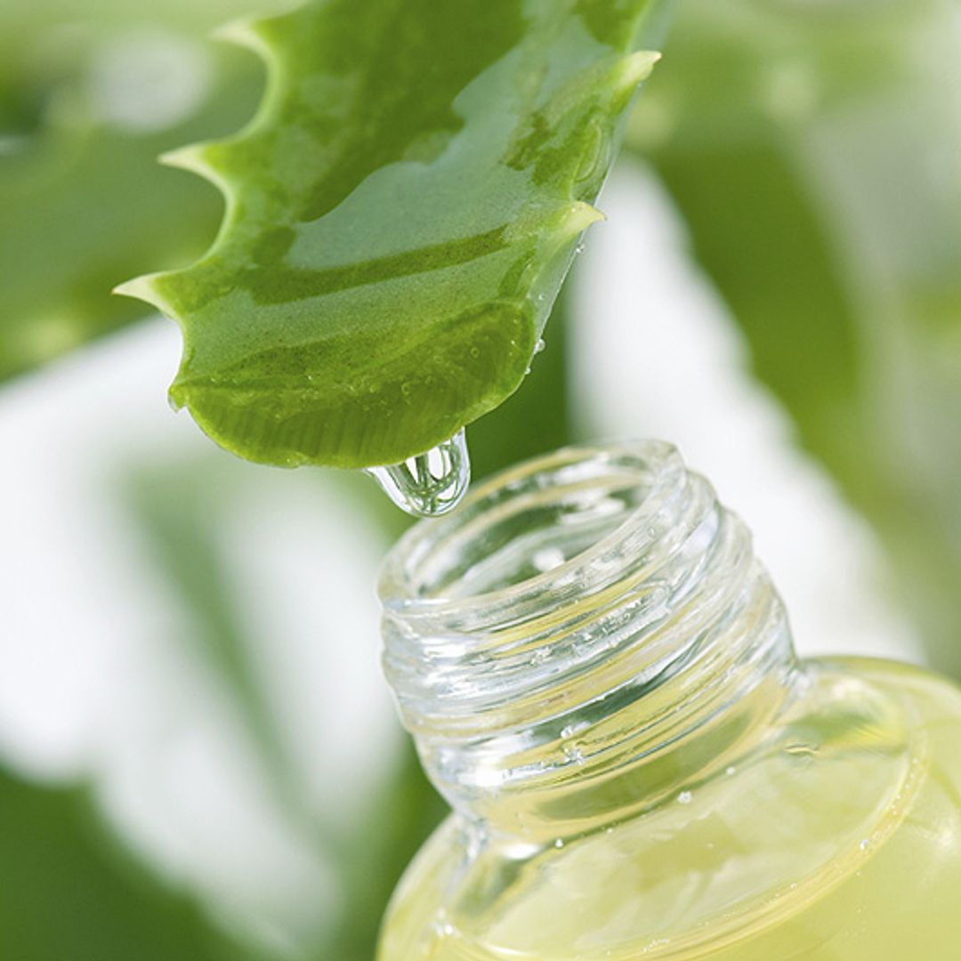 Say 'hello' to aloe vera