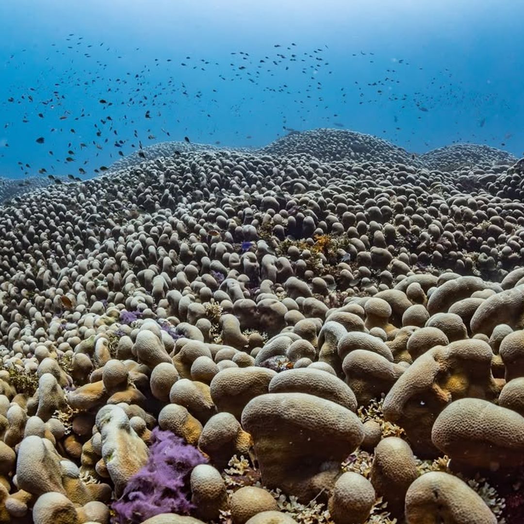 World's largest coral discovered in the Pacific – larger than a blue whale and centuries old