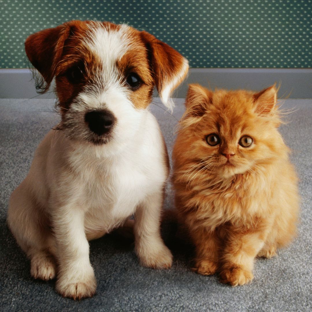 The top cat and dog names in 2023 were exactly the same – is this your pet?