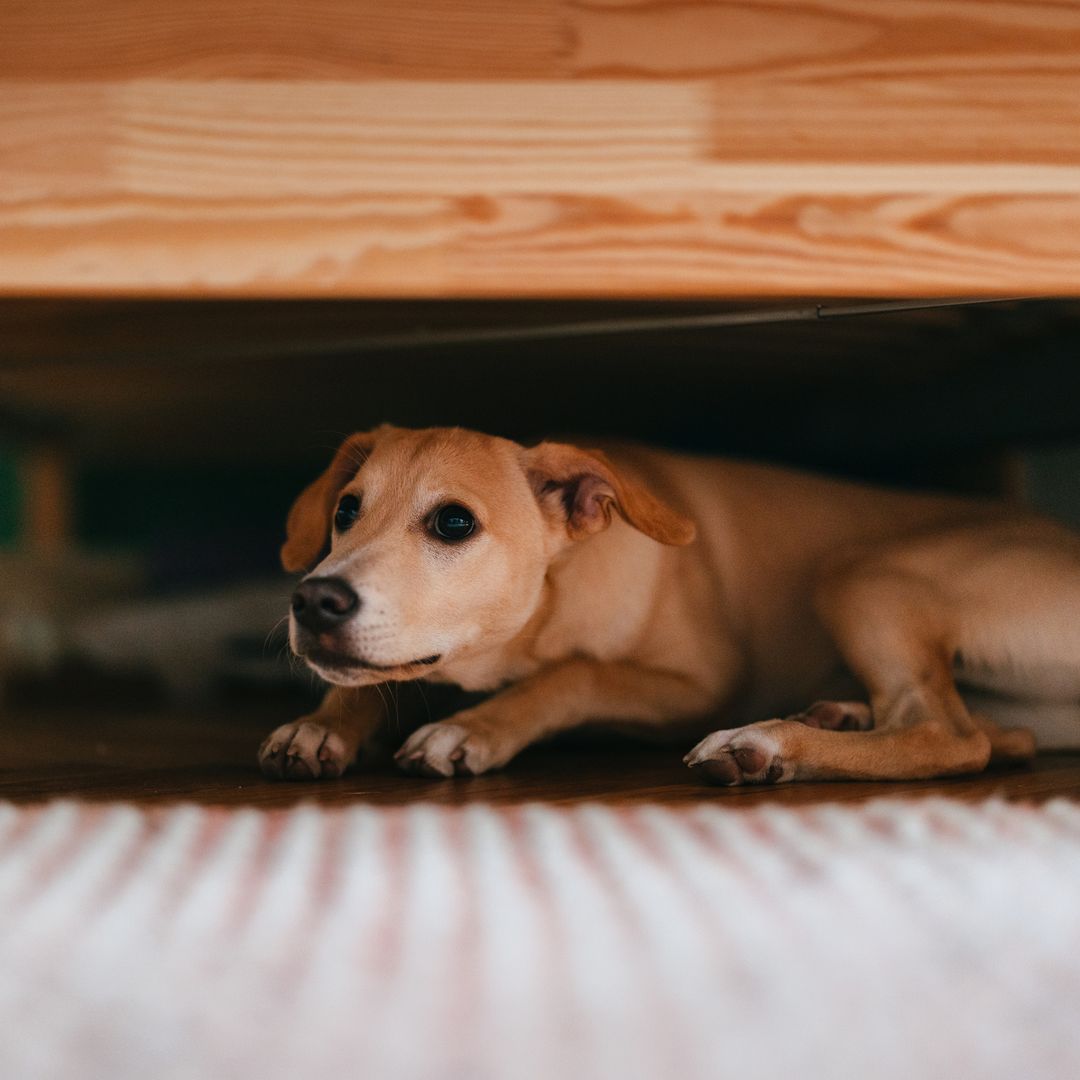 How to keep dogs and cats calm during firework season