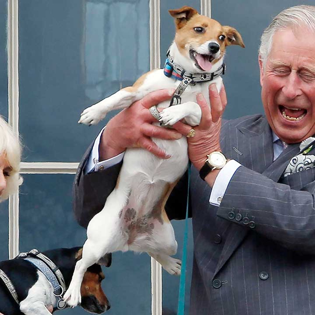 Duchess of Cornwall's adorable dogs steal the show in wedding anniversary photo