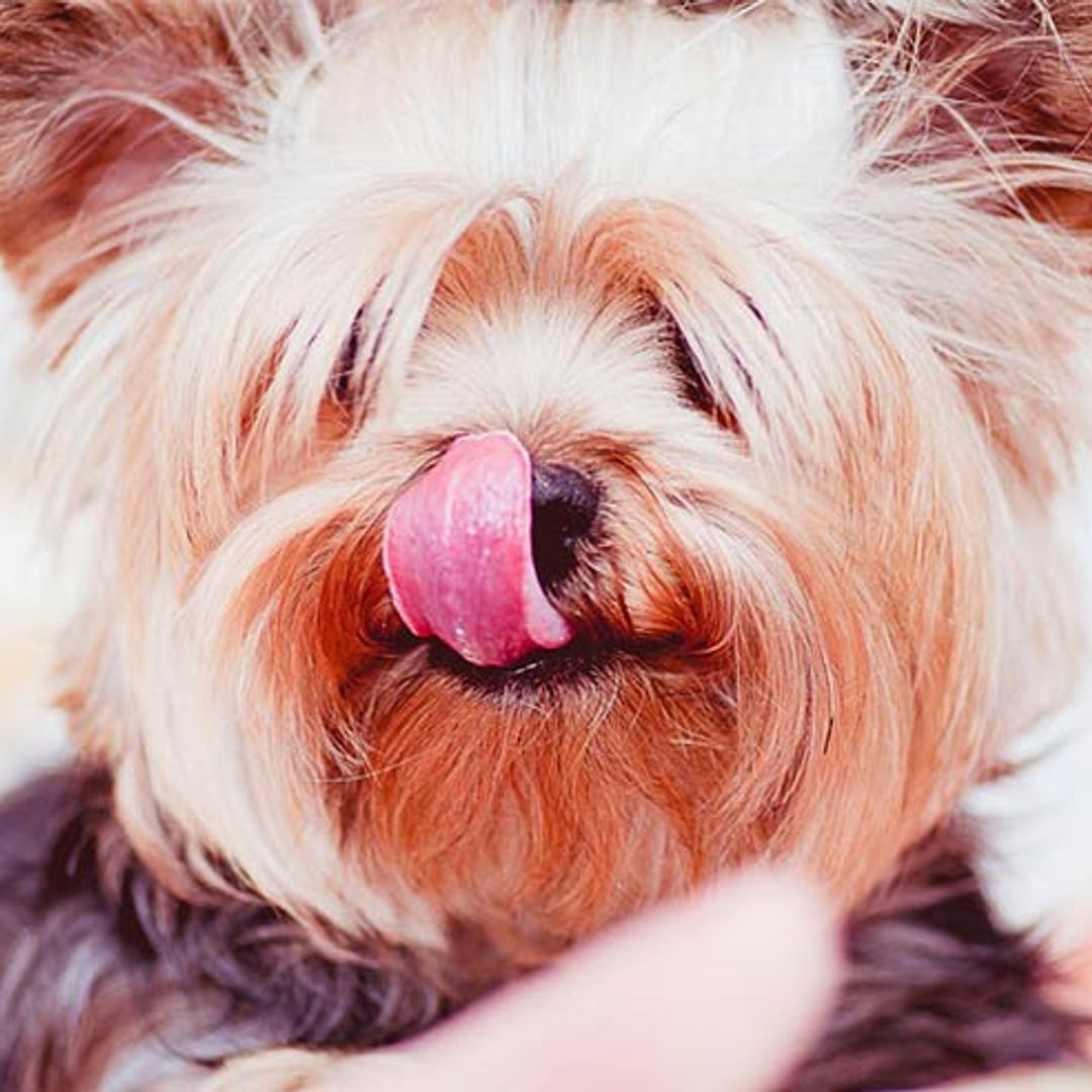 The surprising dietary habits of the nation's pet dogs revealed