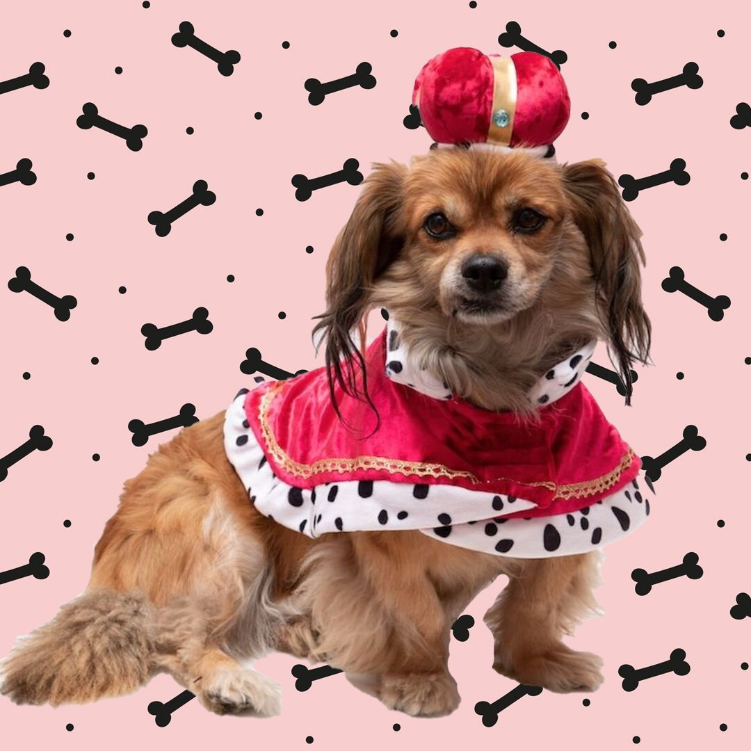11 royal coronation costumes for dogs for a pawfect celebration