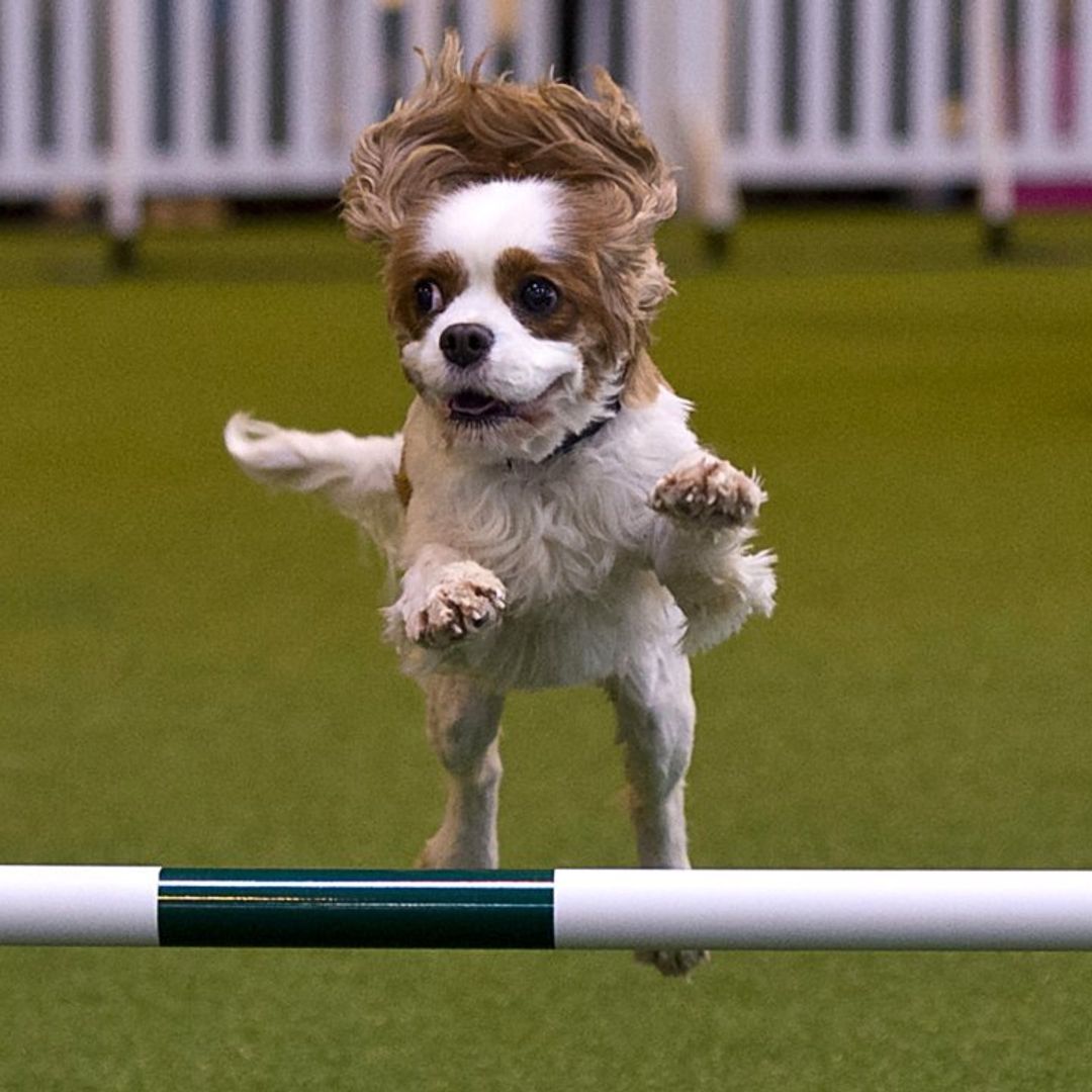 Find out everything you need to know about Crufts 2019