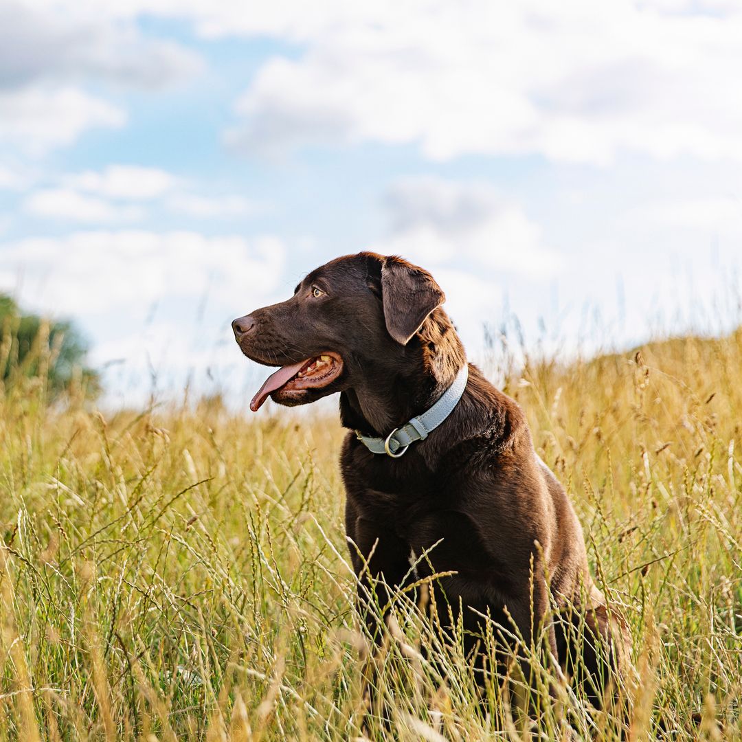 Vet charity PDSA issues urgent warning over 'serious' summer hazard threatening your dog