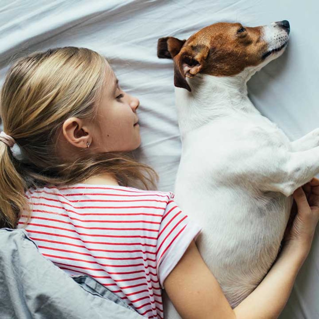 5 most loving dogs for companionship and beating loneliness